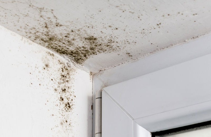 preventing mould in properties
