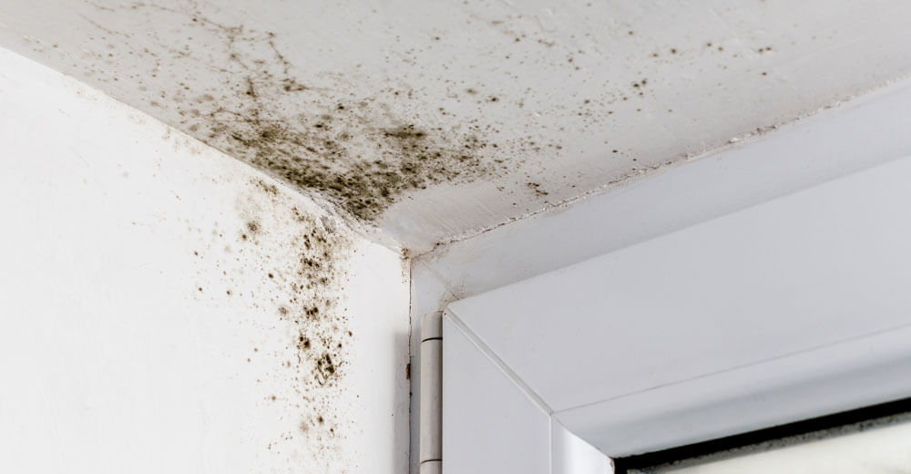 preventing mould in properties